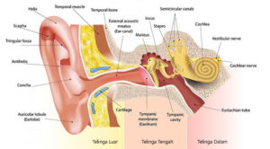 Anatomy bagian telinga