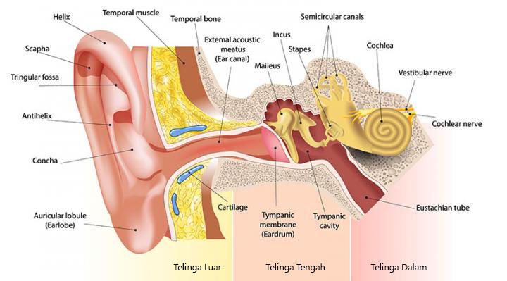 Anatomy bagian telinga