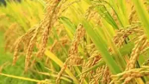 064104400 1661312708 padi