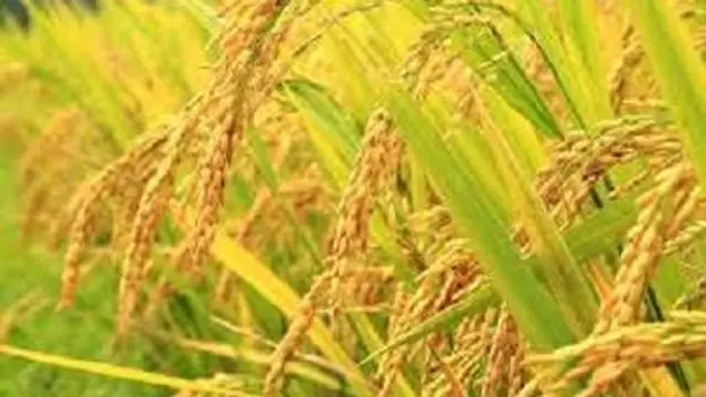 064104400 1661312708 padi